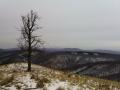 Strom na Skalnatej